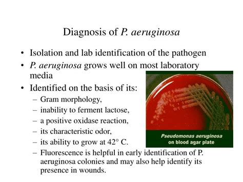 Identification of Pseudomonas Aeruginosa in the Clinical .